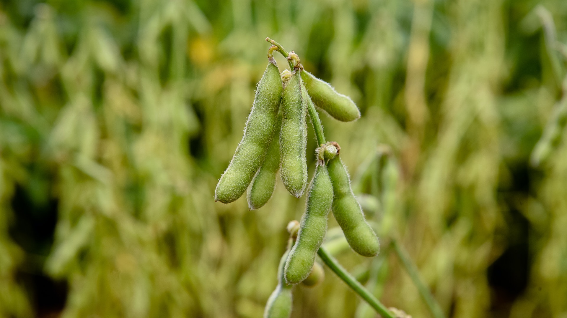 Image of Squash as companion plant for Edamame