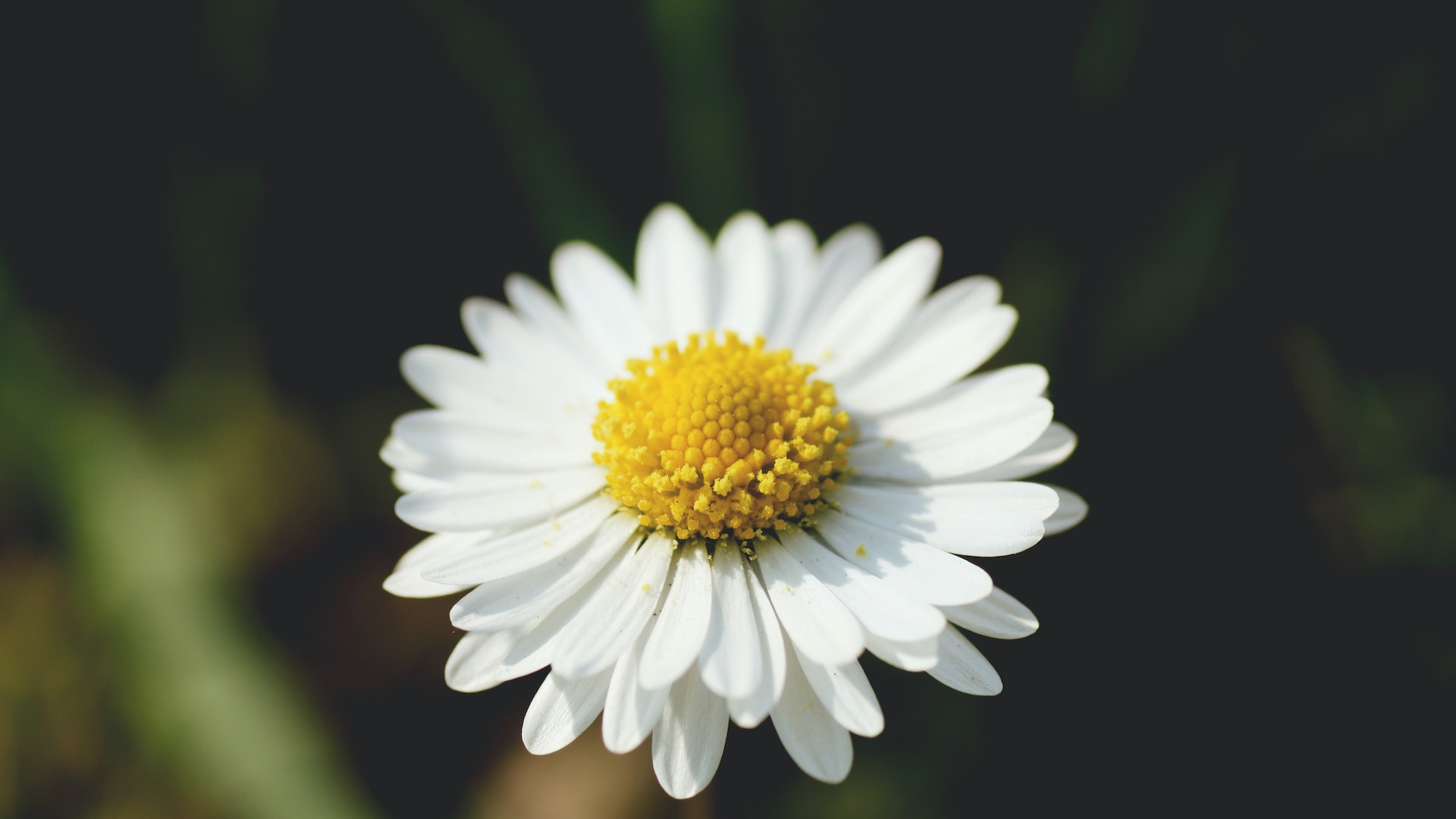 Image of Salvia companion plant for gerbera daisy