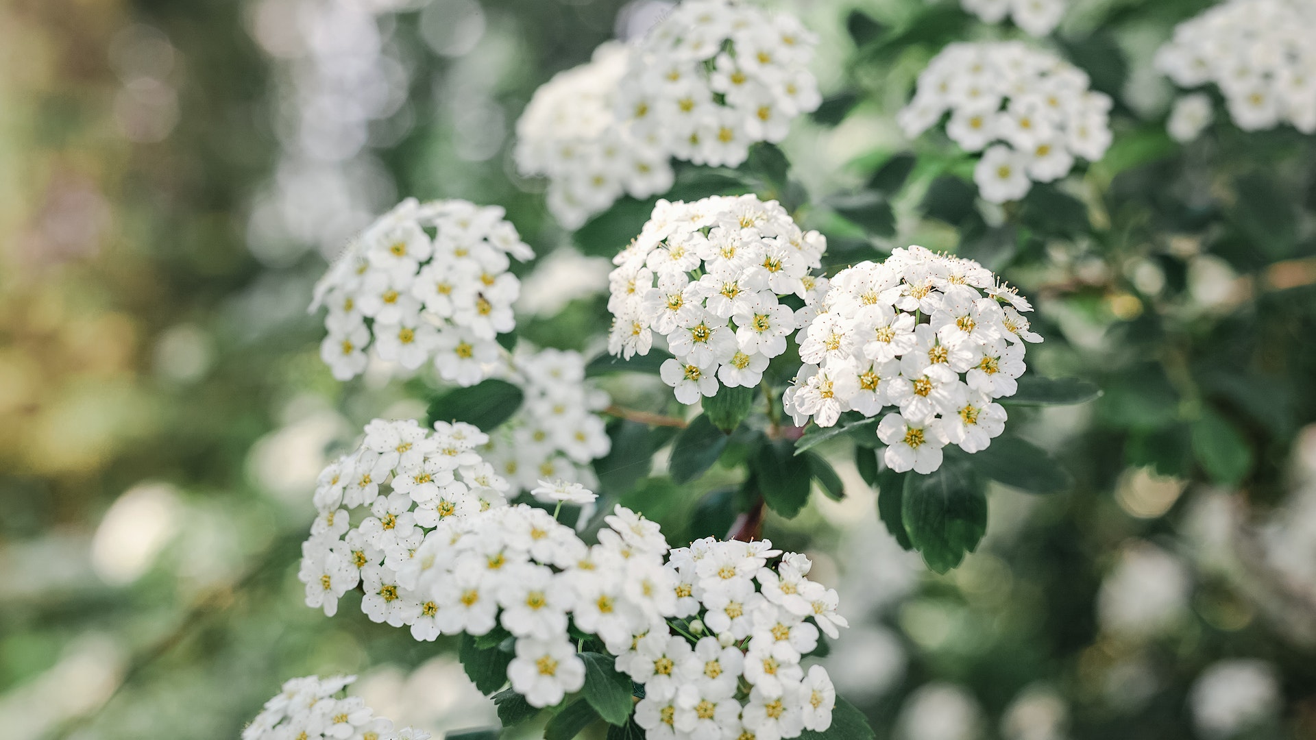 Image of Columbine companion plant spirea