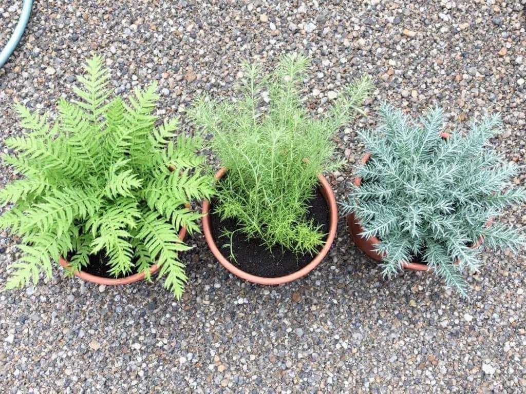 Caraway, fennel, and wormwood growing in three separate containers on a gravel patio.