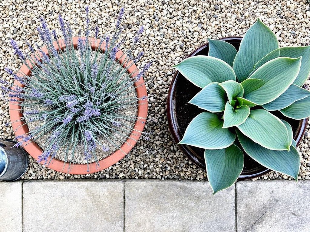 A pot of lavender and a pot of hosta placed apart on a gravel patio, with a watering can beside the hosta.