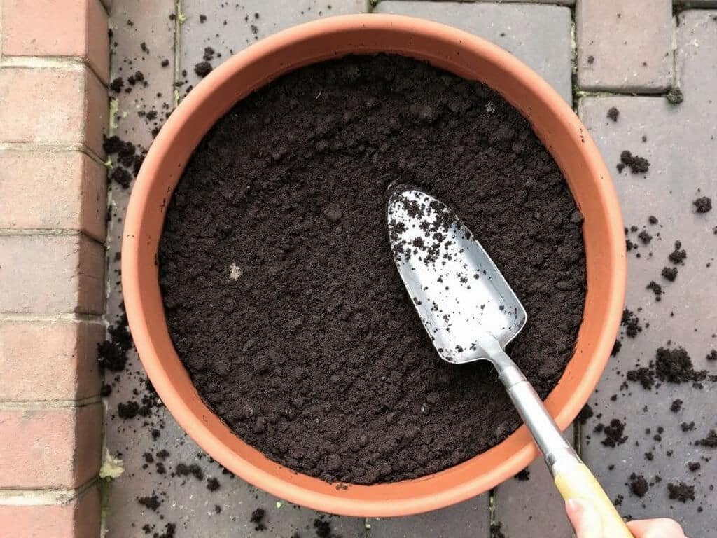 Terracotta pot filled with dark potting mix to an inch below the rim, prepared for sowing Swiss chard.