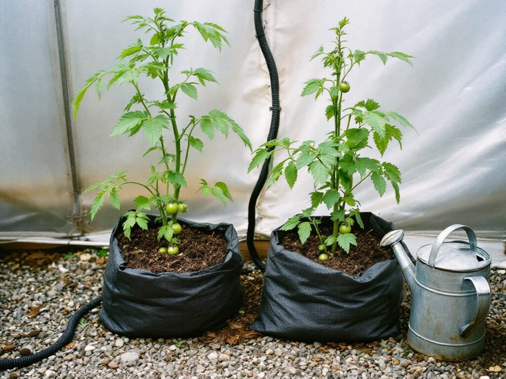 Tomato plants in a growing bag with damp soil, a drip line and a metal watering can beside it.