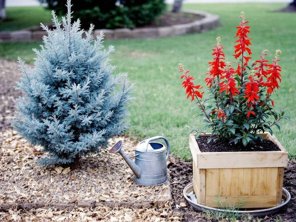 Blue spruce in a dry raised bed beside a separate tub of cardinal flower in wet soil, kept apart.