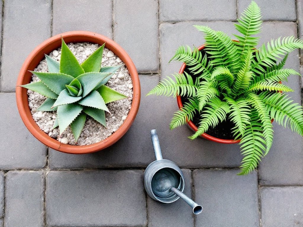 Aloe vera in a terracotta pot beside a Boston fern in a separate glazed pot on a patio, seen from above.