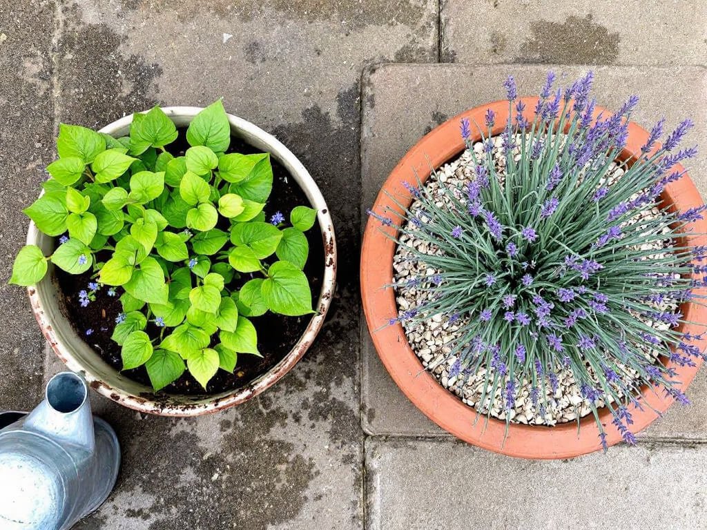 Brunnera in a glazed pot beside a separate pot of lavender on dry gravel, showing mismatched growing conditions.