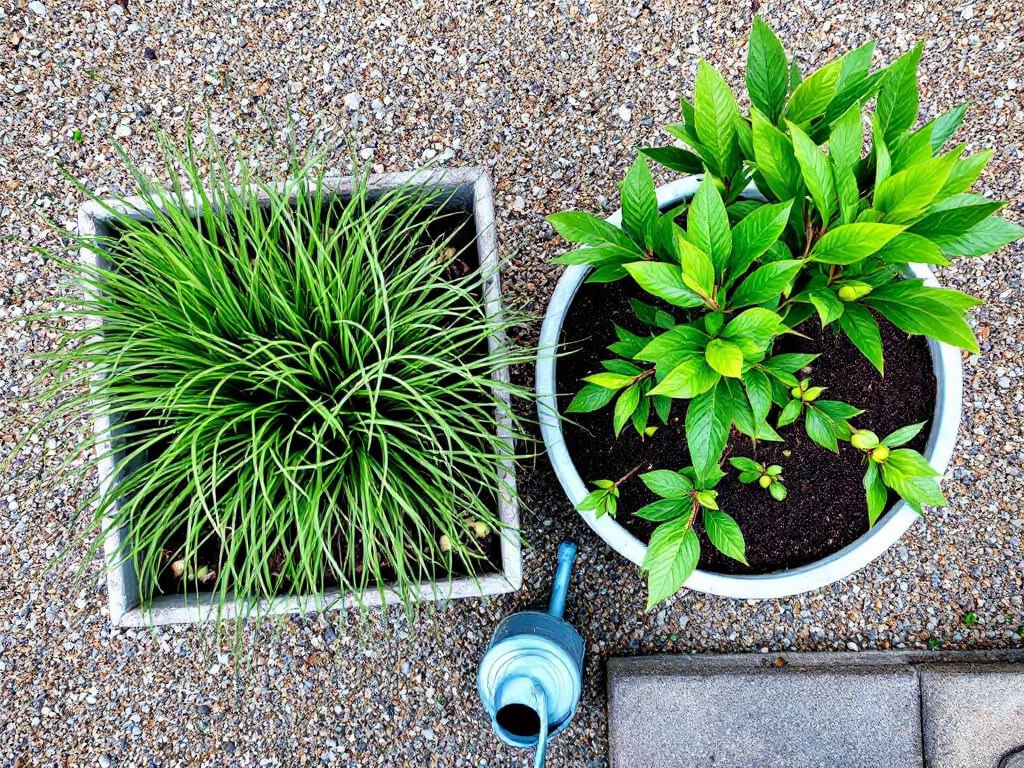 Amsonia and a young black walnut sapling growing in separate pots on a gravel patio, kept apart.
