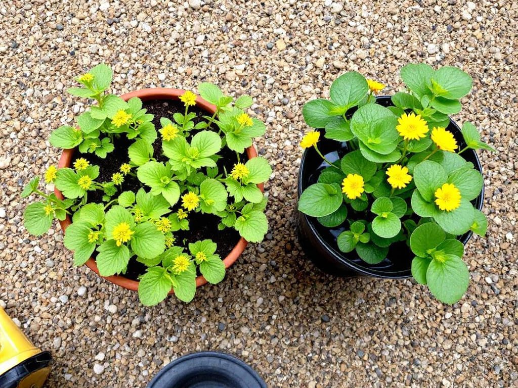 Alchemilla mollis in a dry terracotta pot beside a marsh marigold standing in water, in separate pots on a patio.