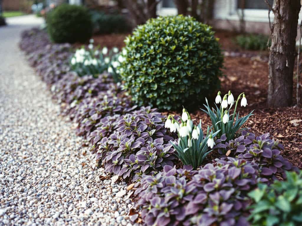 Ajuga plants spaced evenly beneath a small boxwood shrub in a mulched home garden border.