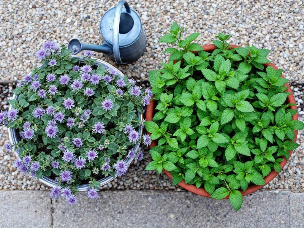 Ageratum in one pot and spreading mint in a separate terracotta pot on a gravel patio, with space between them.