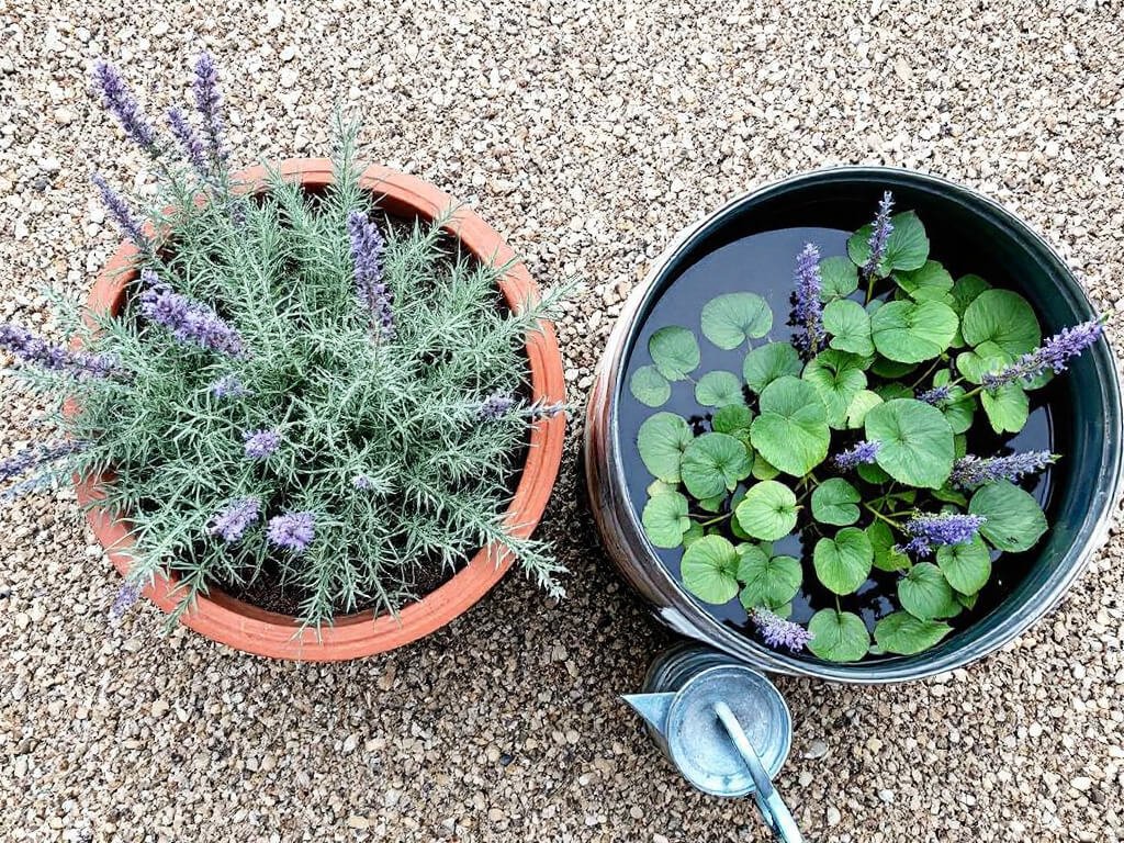 Potted Russian sage in dry gritty soil beside a tub of pickerelweed standing in water on a gravel patio