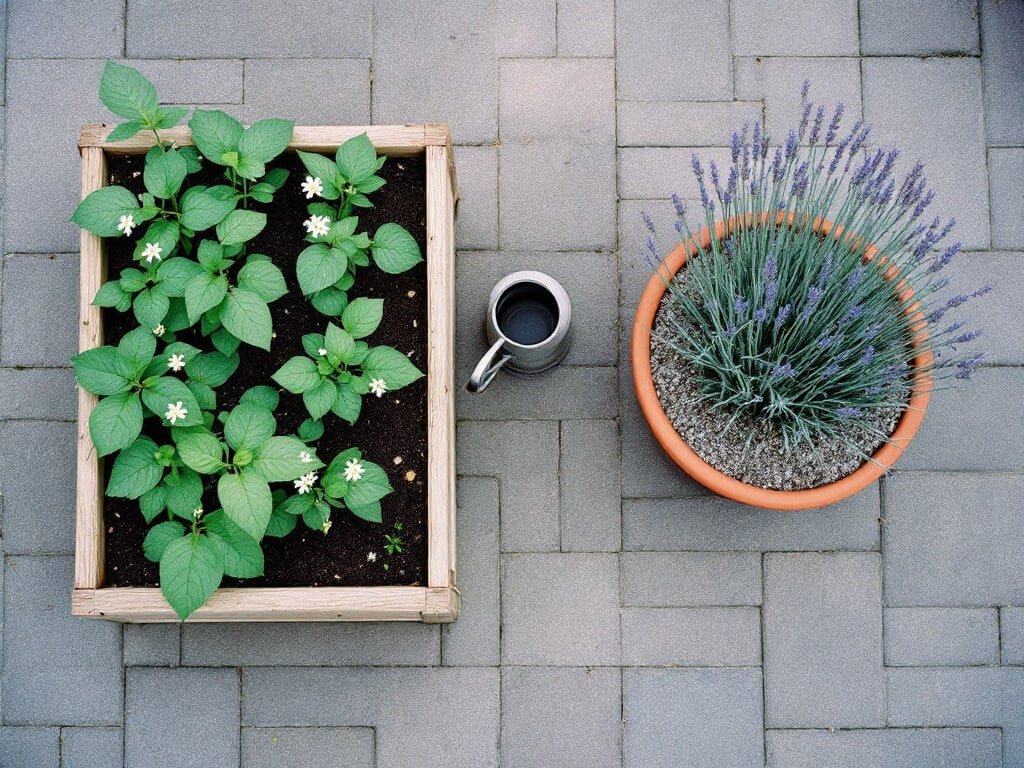 A planter of bush beans next to a separate pot of lavender with dry gravel soil on a garden patio.