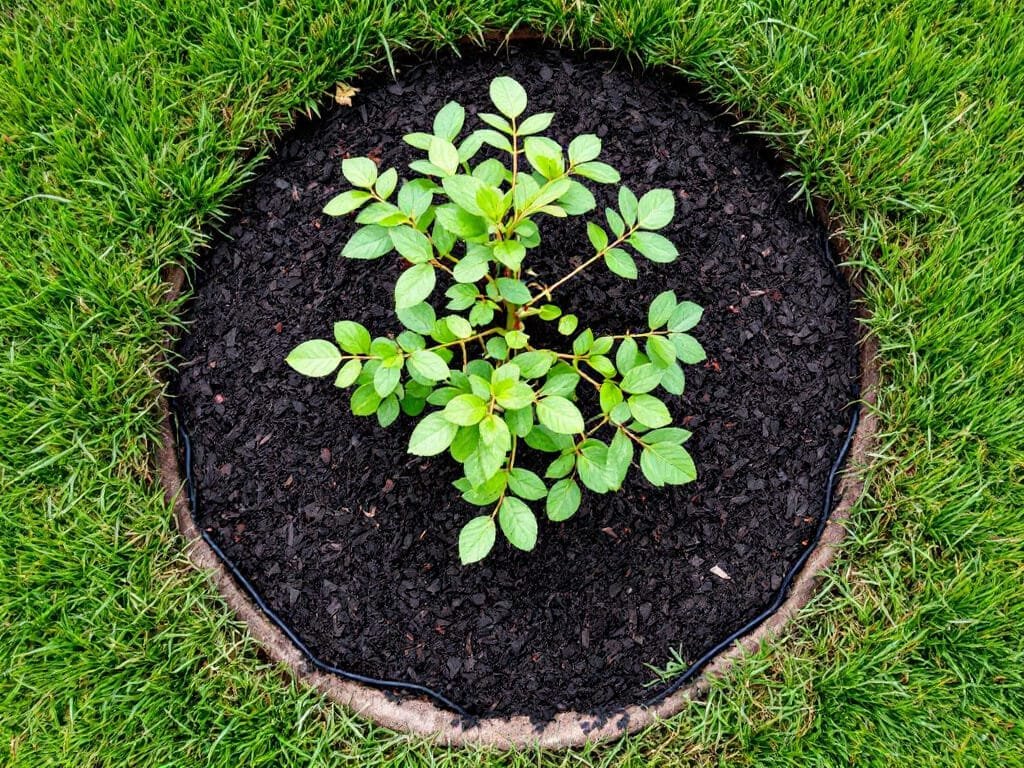 Overhead view of a young apple tree with a wood-chip mulch ring and mown fescue grass in the row middles.