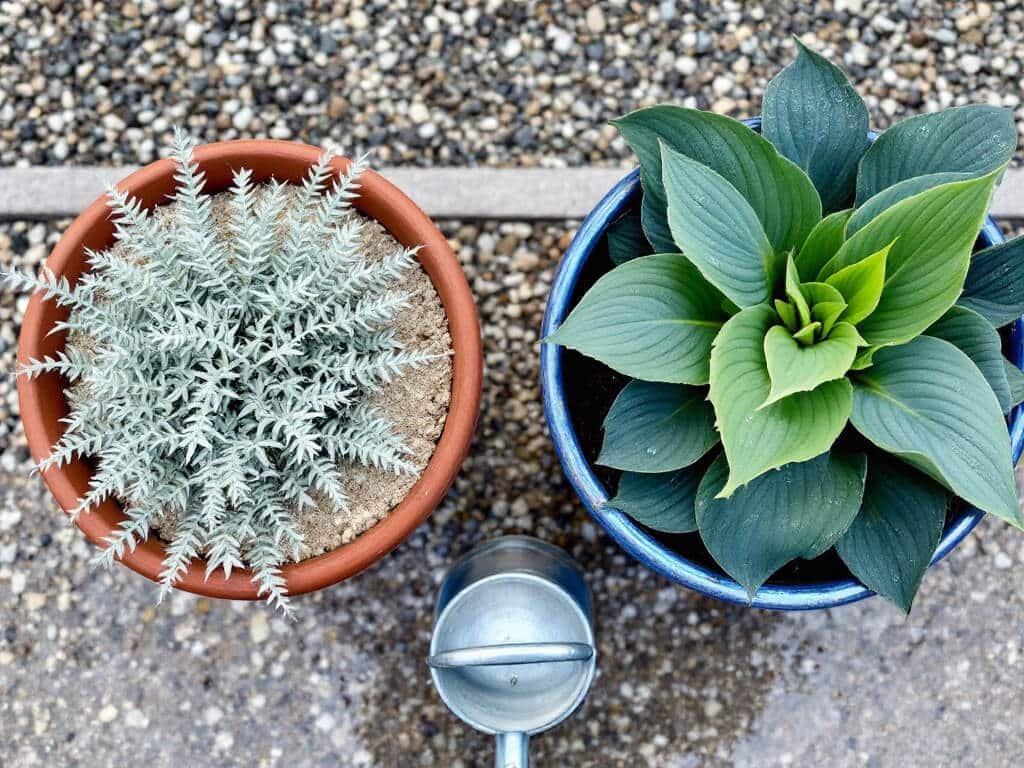 Lambs ear in a dry terracotta pot beside a separate pot of damp-soil hosta on a gravel patio.