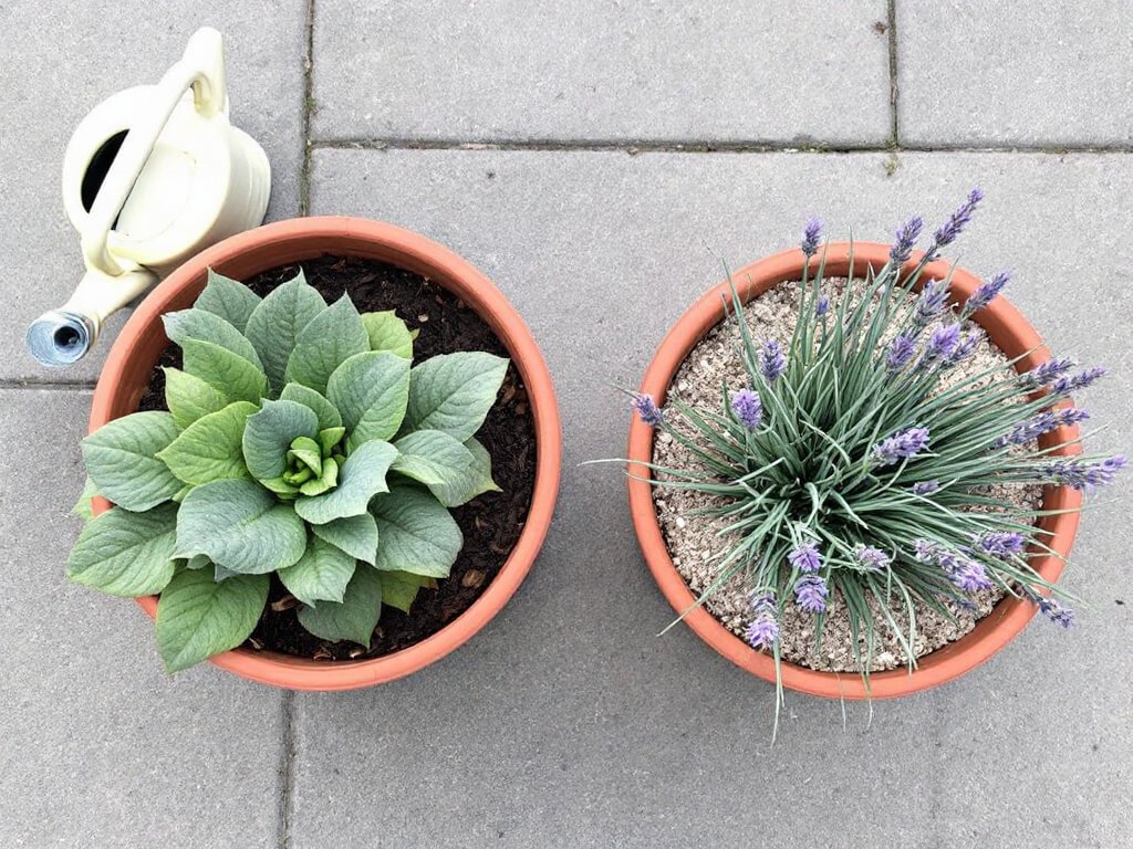 A foxglove rosette in damp soil and a lavender plant in dry gravel, in two separate pots on a patio.
