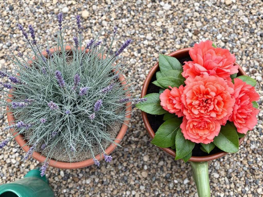 Lavender in a terracotta pot beside a separate pot of coral ranunculus on a gravel patio, seen from above.