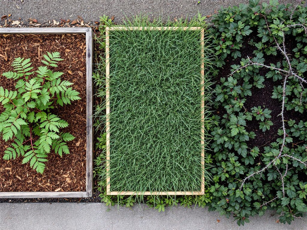 Top-down view of an elderberry bed beside separate beds of bermudagrass and blackberry in a home garden.