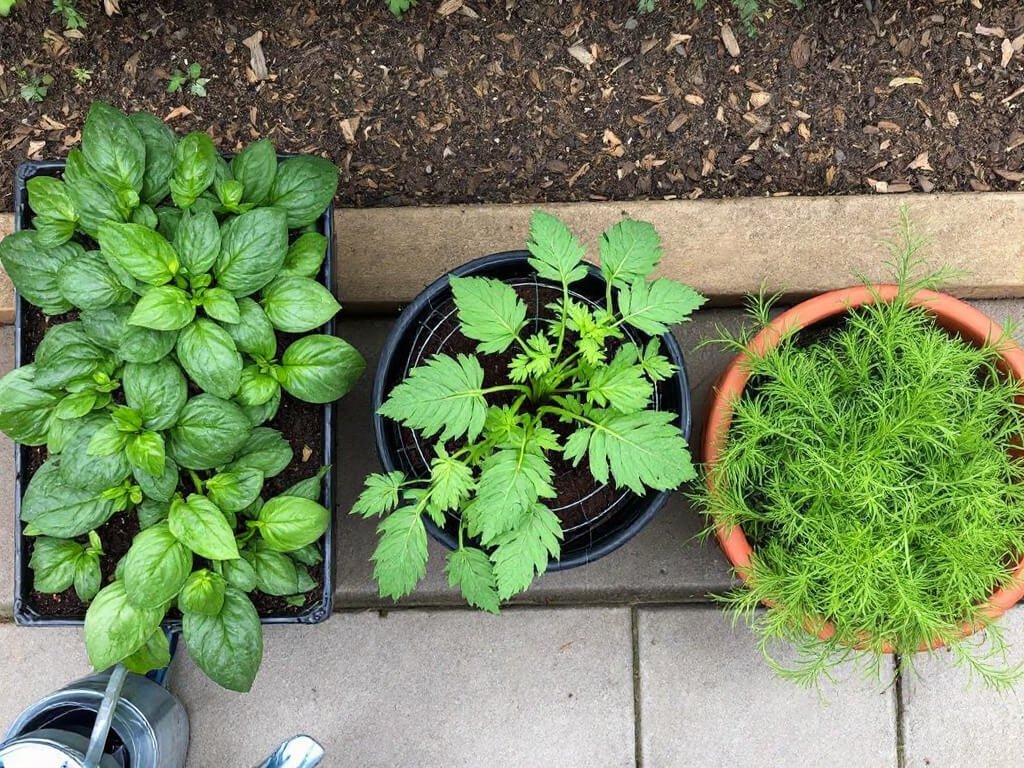 Spinach in a raised bed shown apart from a potted tomato plant and a potted fennel plant.