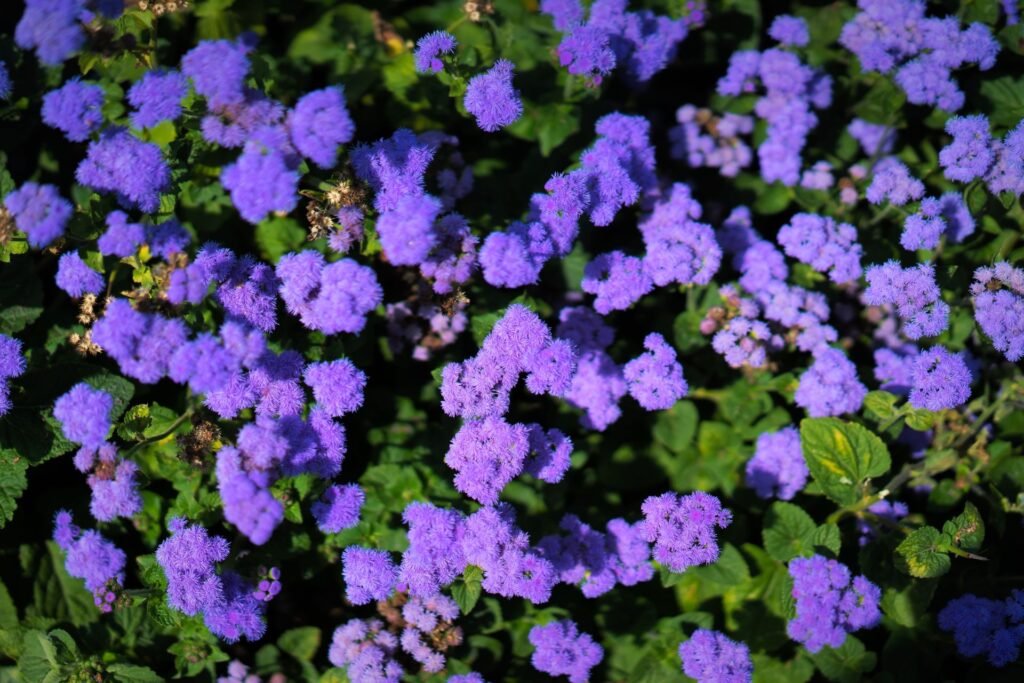 ageratum companion plants
