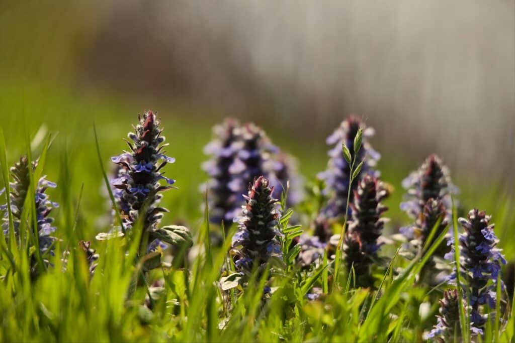 ajuga companion plants