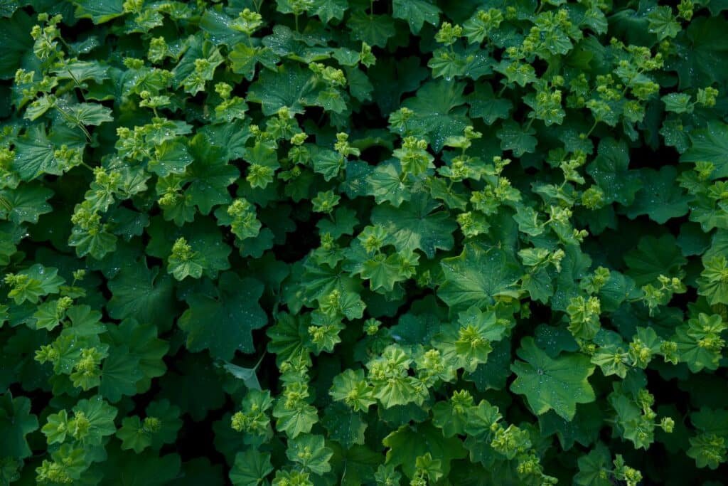 alchemilla mollis companion plants