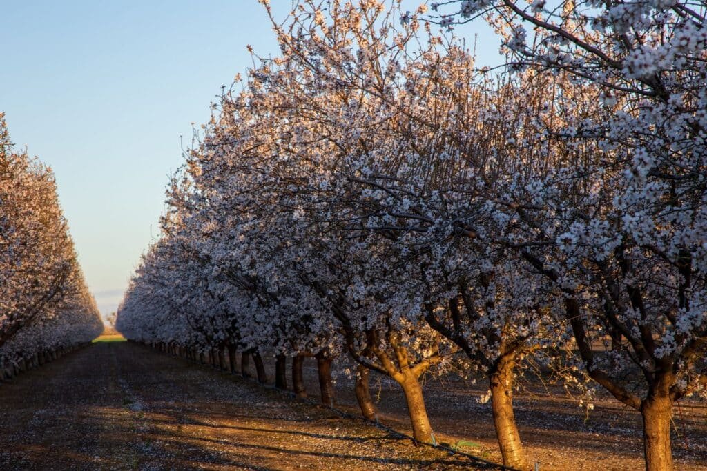almond tree companion plants