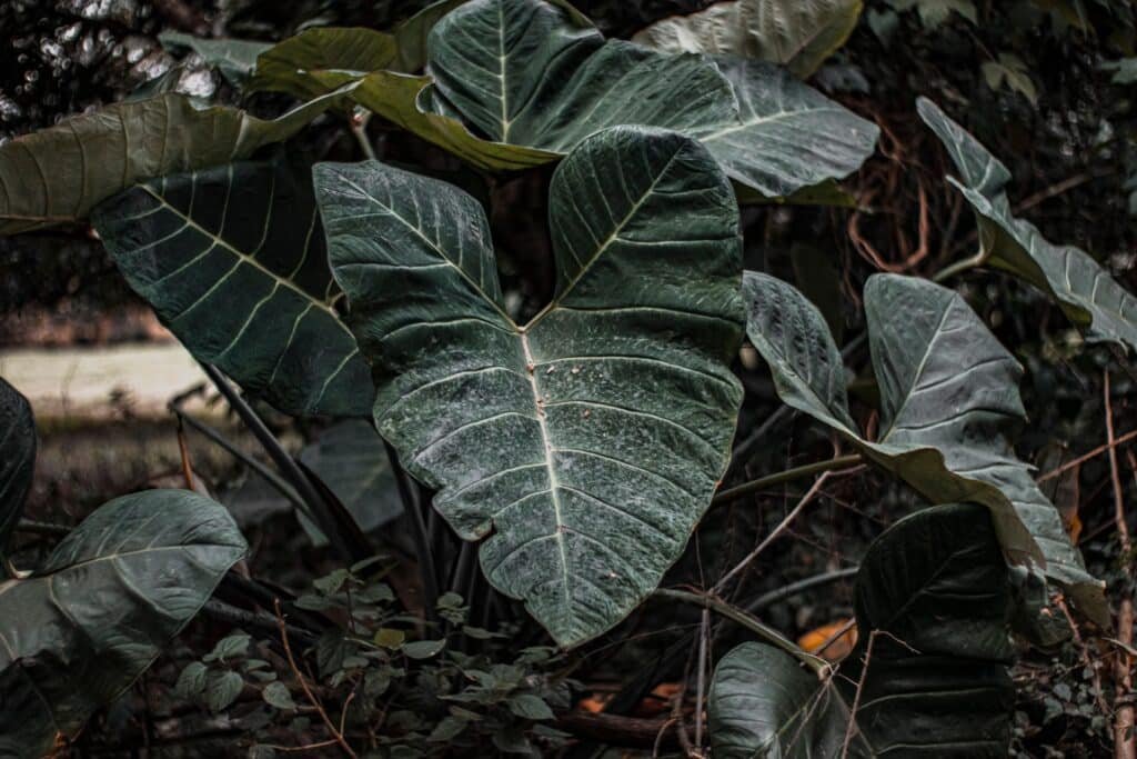 alocasia companion plants