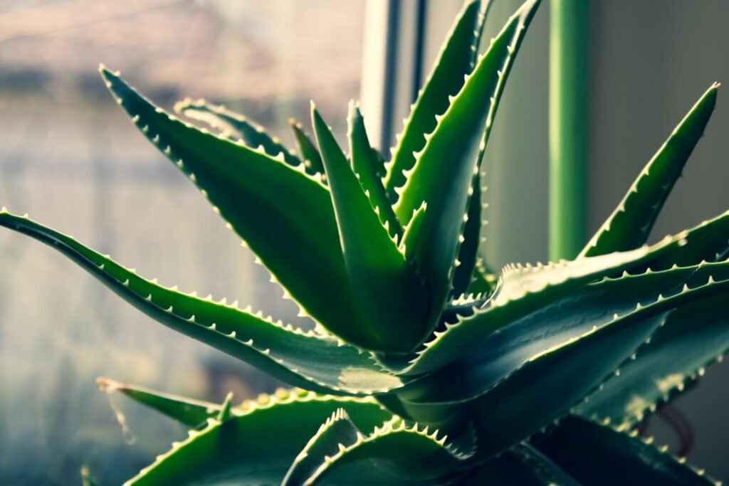 aloe vera companion plants