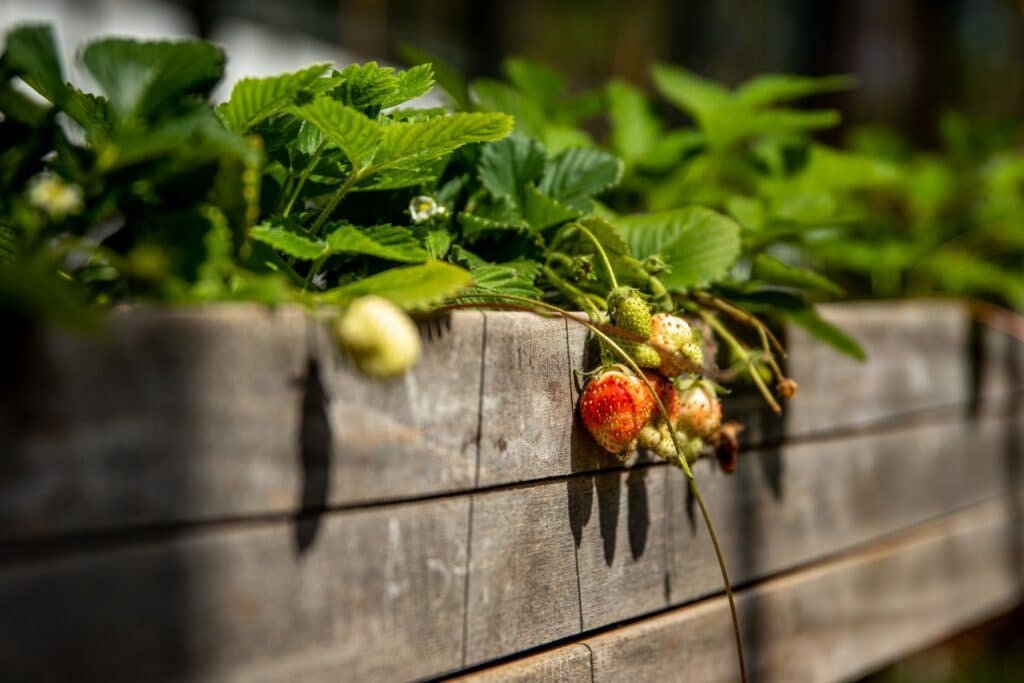 alpine strawberry companion plants