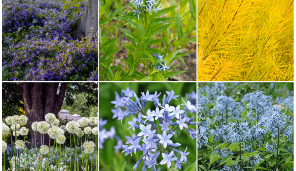 amsonia companion plants