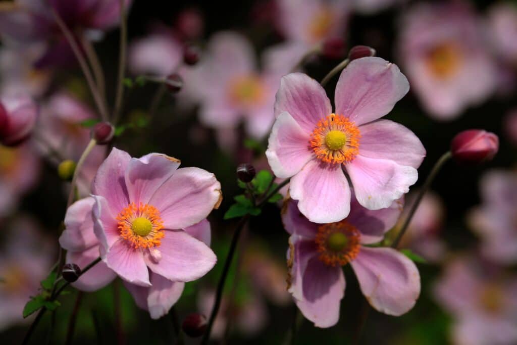 anemone companion plants