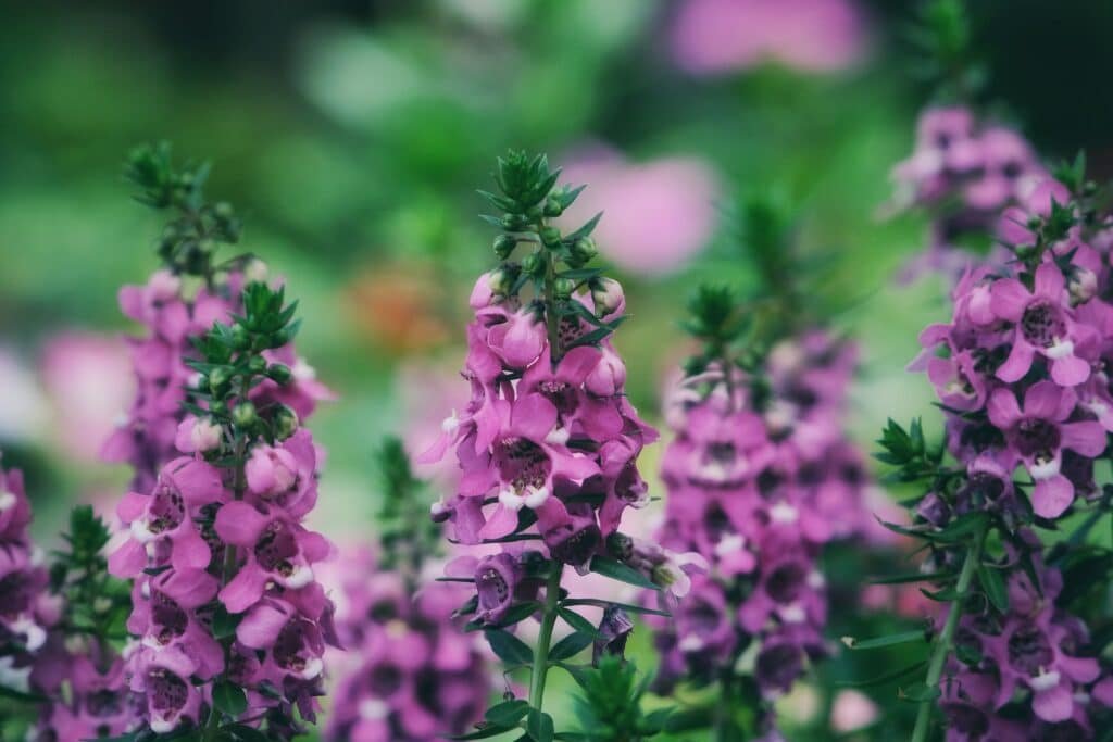 angelonia companion plants