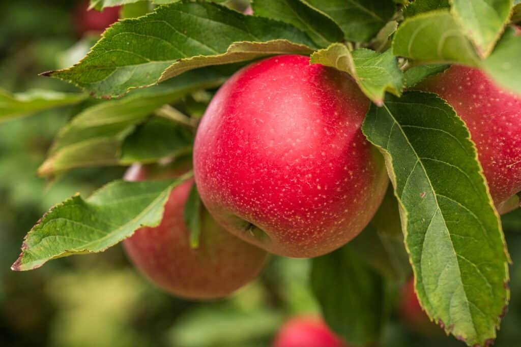 apple tree companion plants