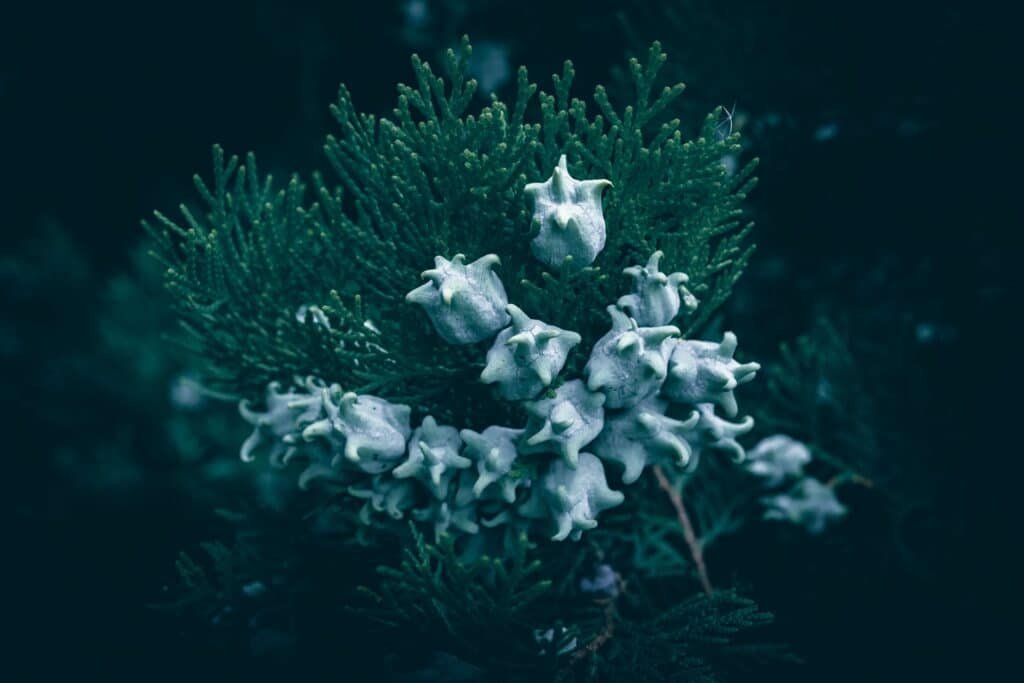 arborvitae companion plants