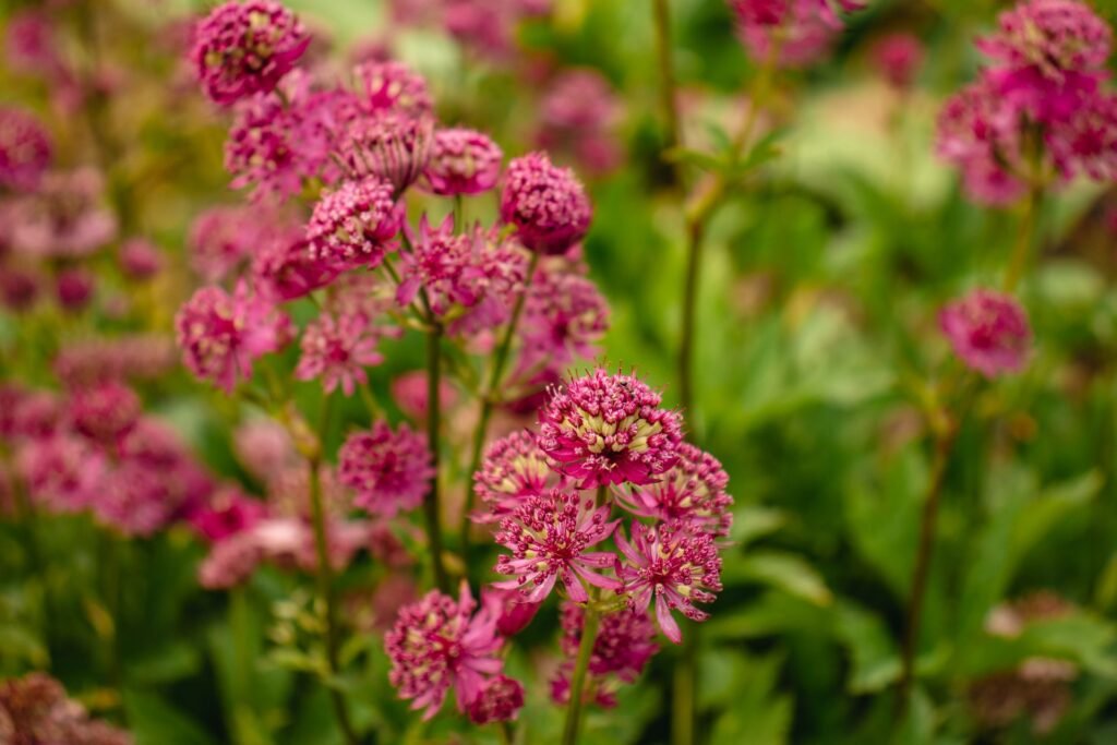 astrantia companion plants
