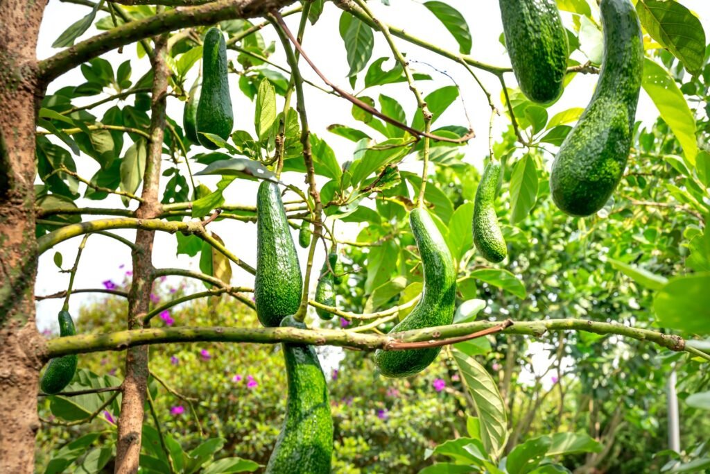 avocado companion plants