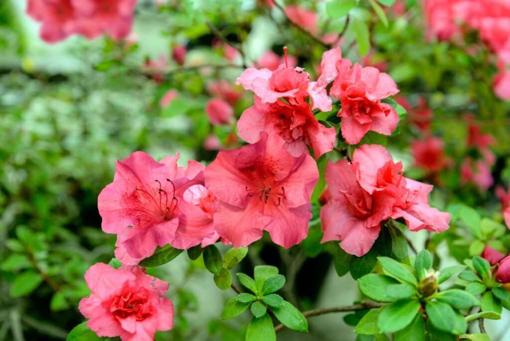 azalea companion plants