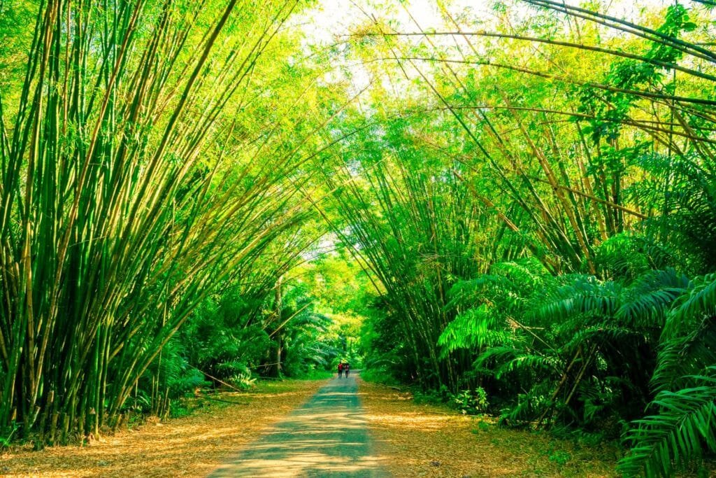 bamboo companion plants