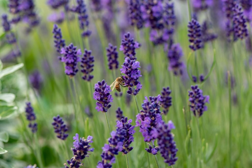 baptisia companion plants