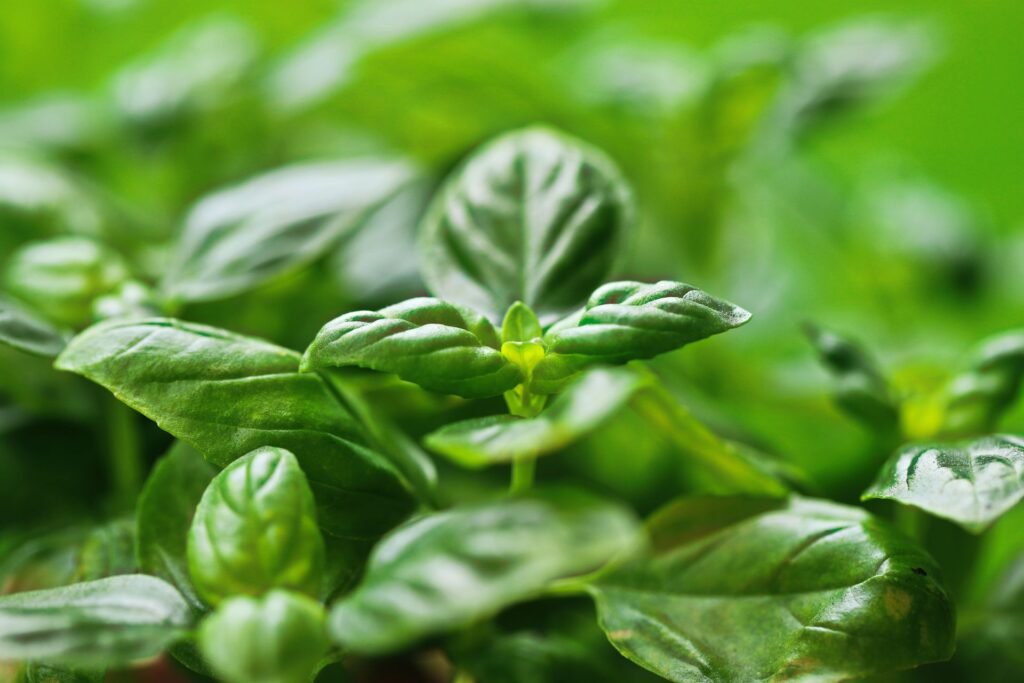 basil companion plants