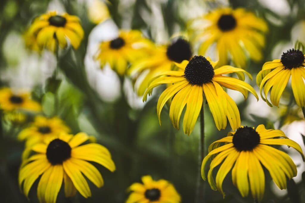 black centered flowers