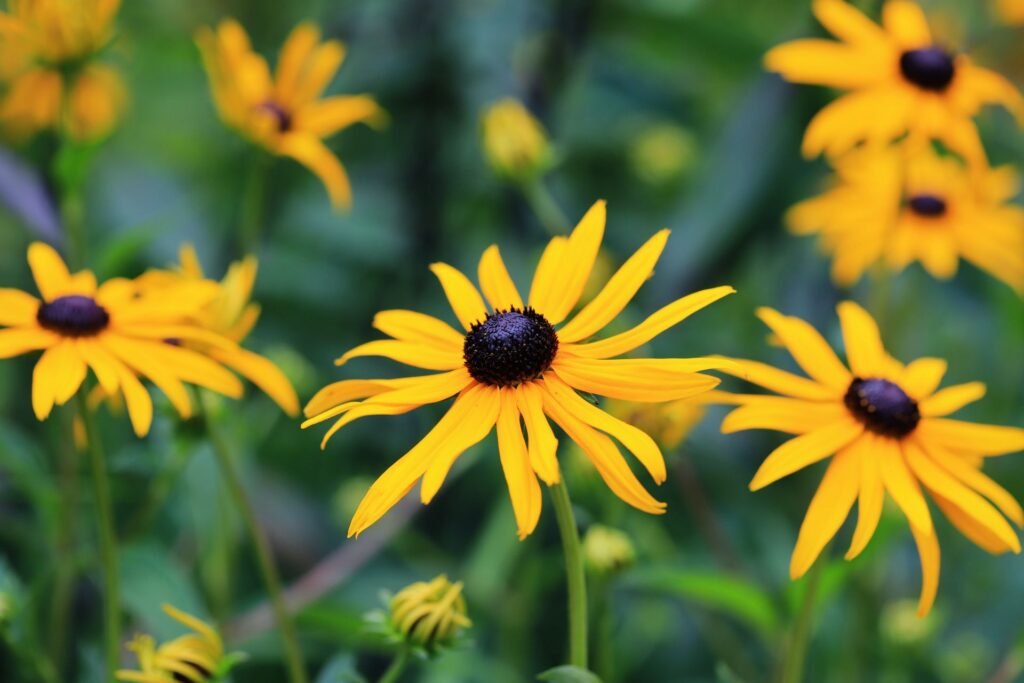 black eyed susan companion plants
