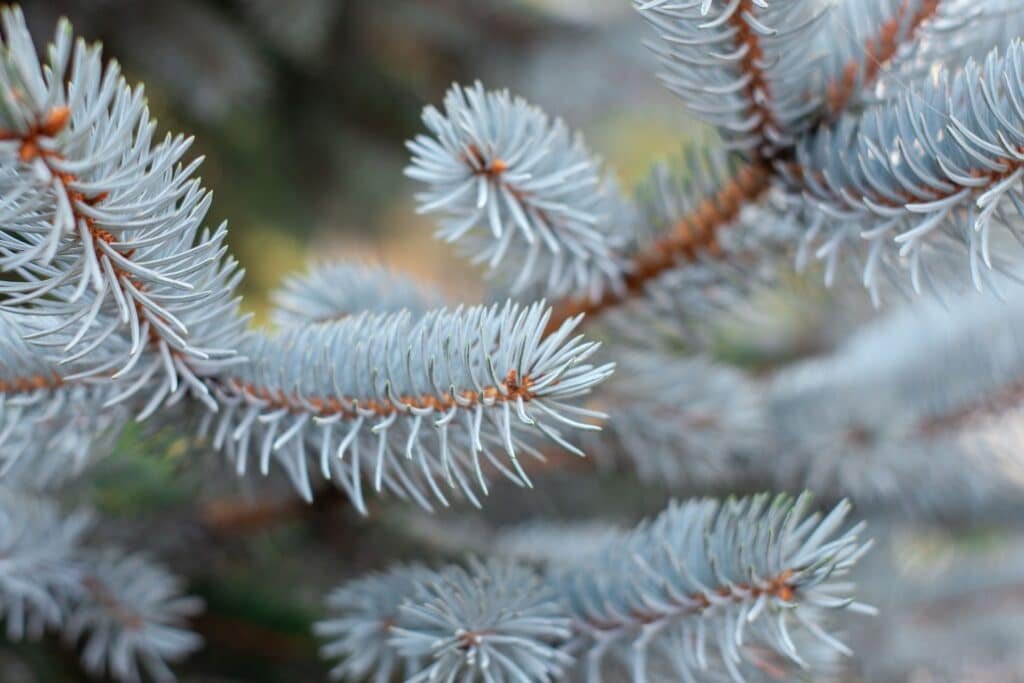blue spruce companion plants