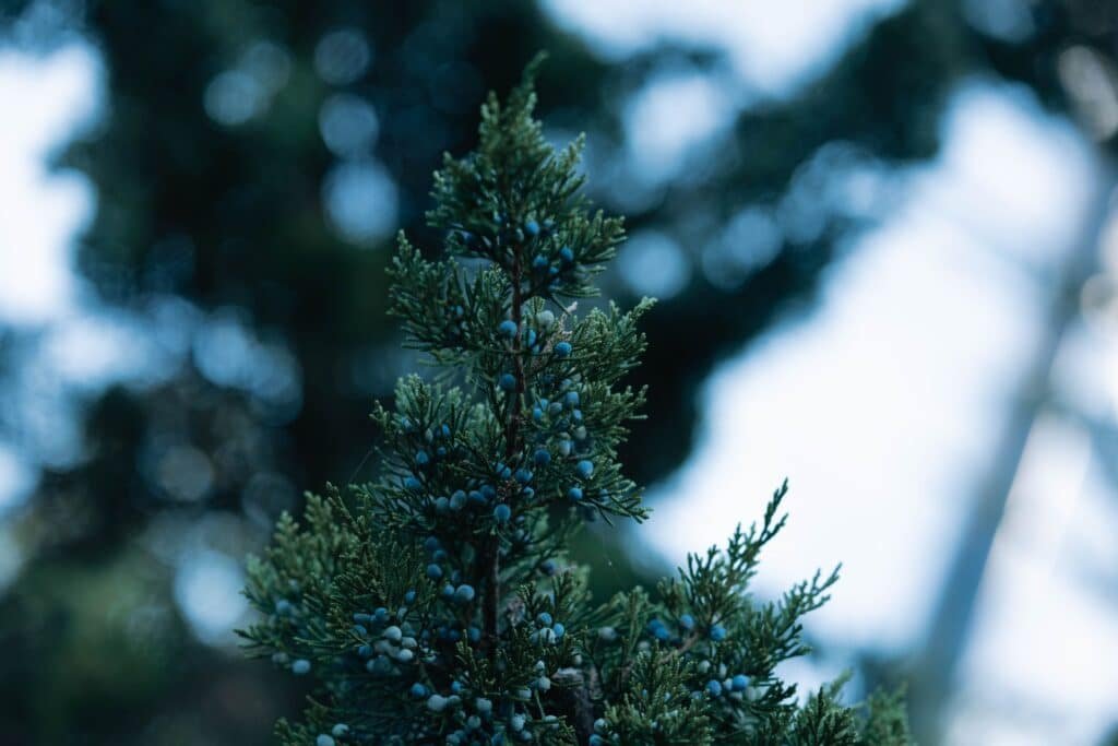 blue star juniper companion plants