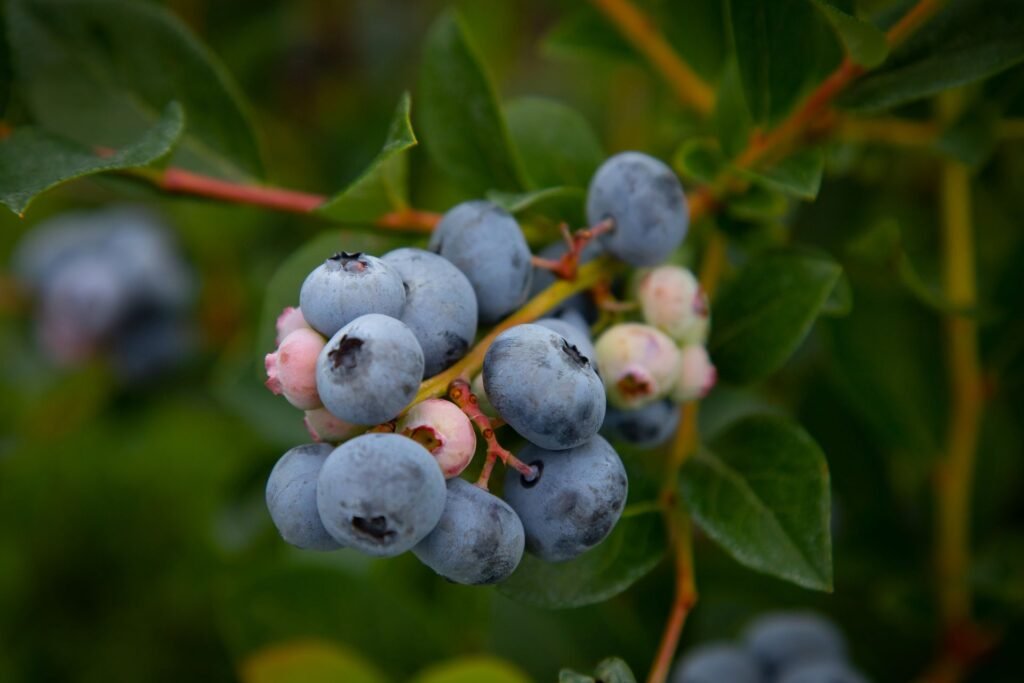 blueberry companion plants