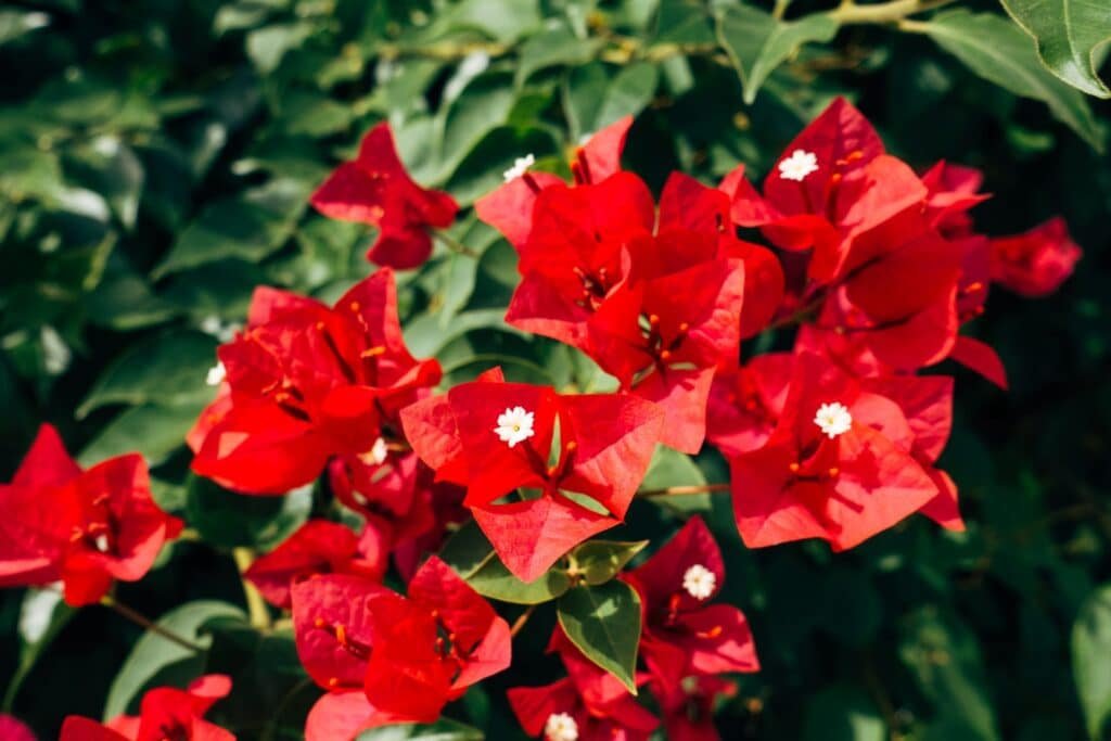 bougainvillea companion plants
