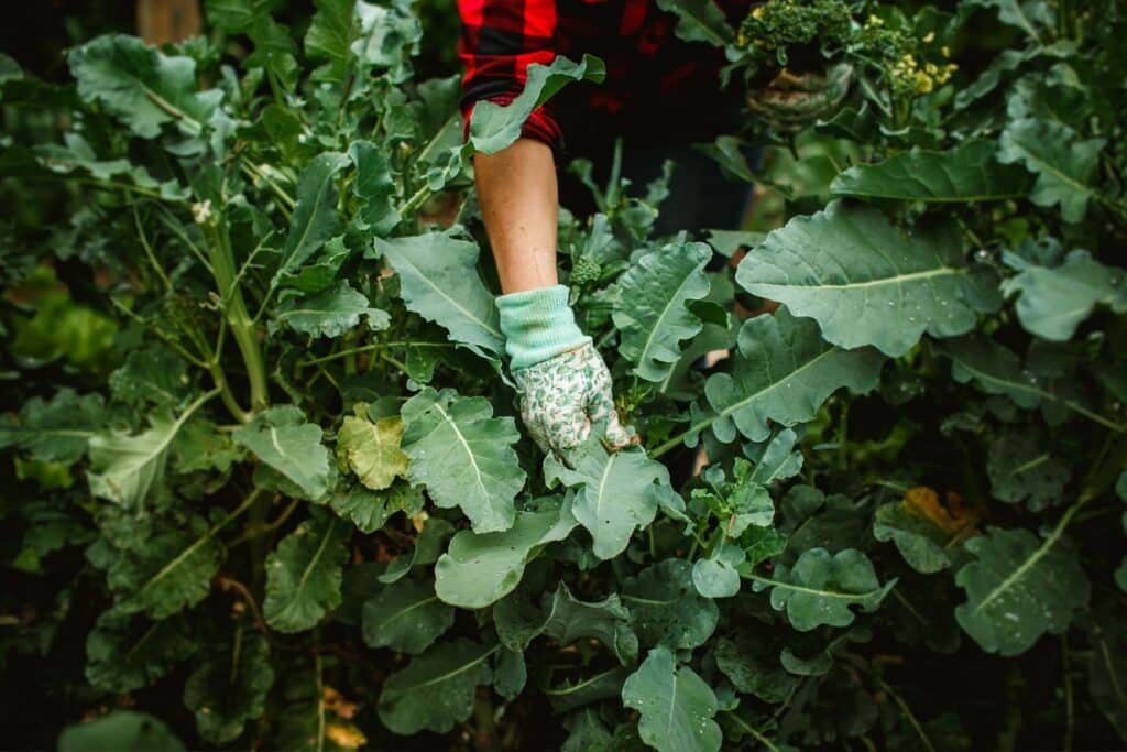 broccoli companion plants