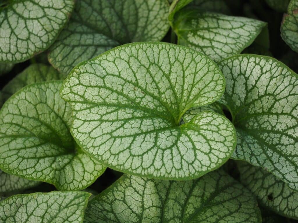brunnera companion plants