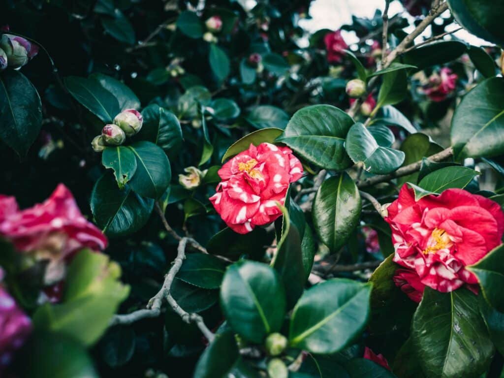 camellia care