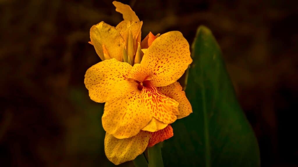 canna lily companion plants